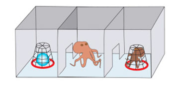 Scientists Gave Octopuses Ecstasy, Here's What Happened